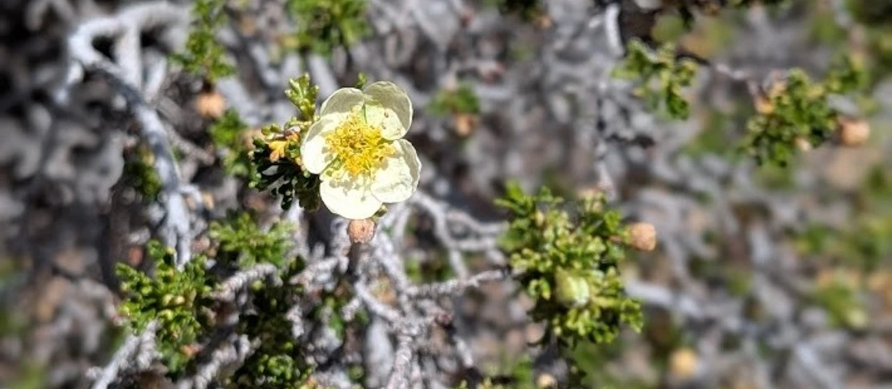 A close-up of a yellow flower among dense green foliage.